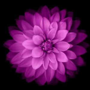 Meet your Posher, Eileen